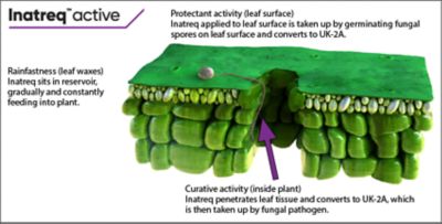 Inatreq natural molecule_v01